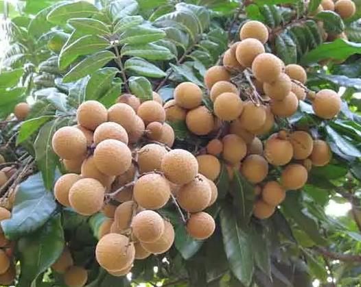 古山二號(hào)龍眼 揭東桂嶺鎮(zhèn)的甜蜜傳奇